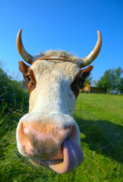 Kuh aus nächster Nähe — Stockfoto
