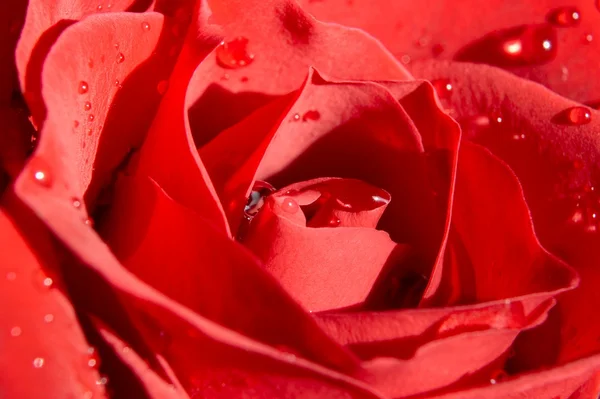 Red Rose — Stock Photo, Image