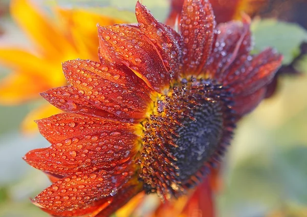 Sunflower — Stock Photo, Image