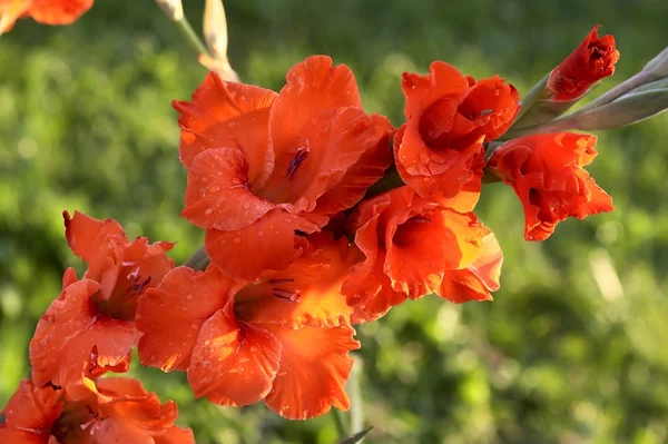 Röd gladiolus — Stockfoto