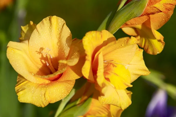Gele gladiolen — Stockfoto