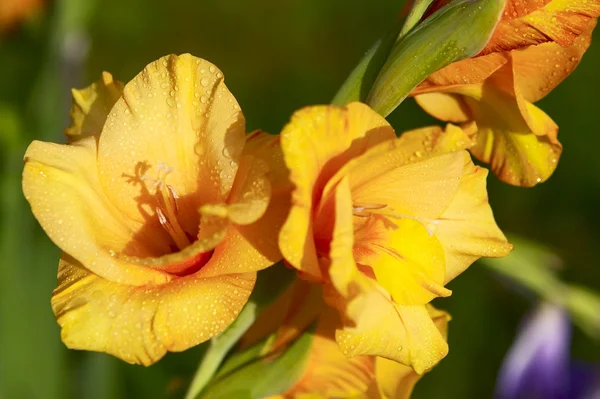 Gladiolo giallo — Foto Stock