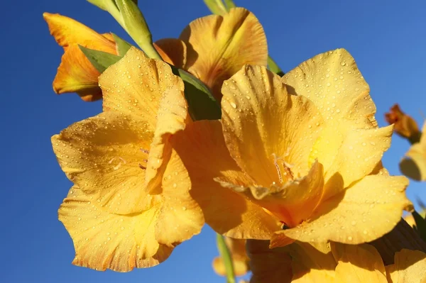 Mooie gele gladiolen — Stockfoto