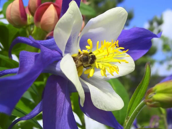 Bijen honing verzamelen — Stockfoto