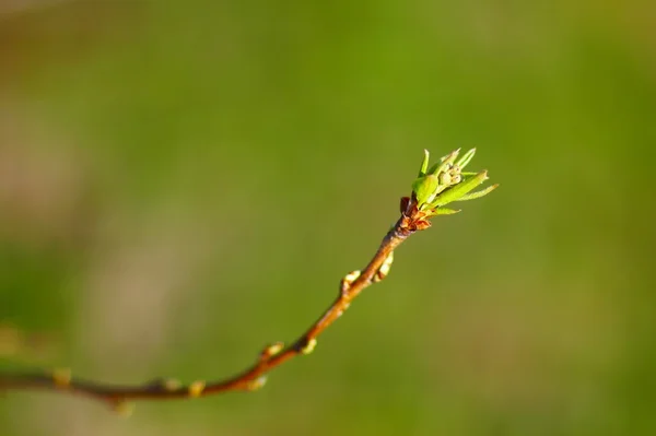 Tillkomst — Stockfoto