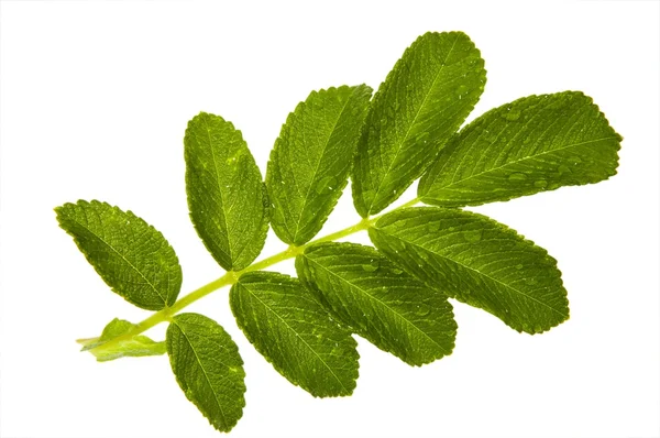 Beyaz arkaplanda yaprak