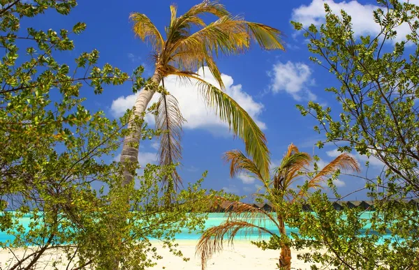 与棕榈树的沙滩 — 图库照片