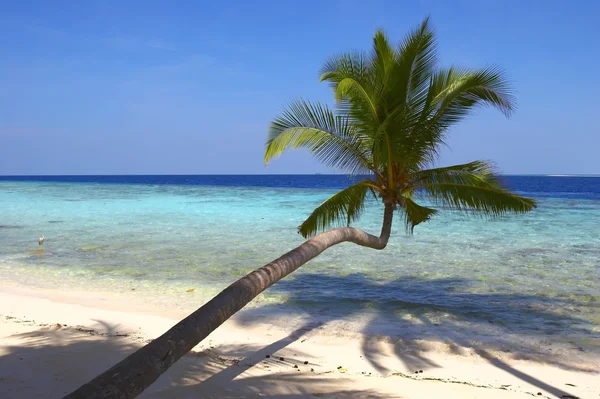 Charmante strand met palmbomen en bird — Stockfoto