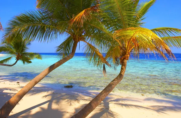 Exelenter Strand mit Palmen — Stockfoto