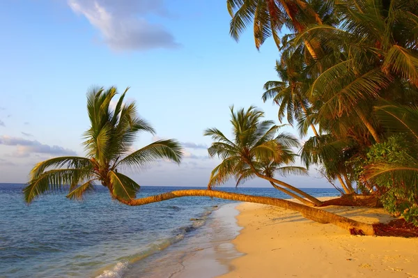 FANTASTIC SUNSET BEACH WITH PALM TREES — Stock Photo, Image