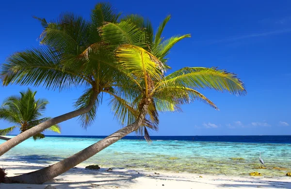 PHENOMENAL BEACH WITH PALM TREES AND BIRD — Stock Photo, Image