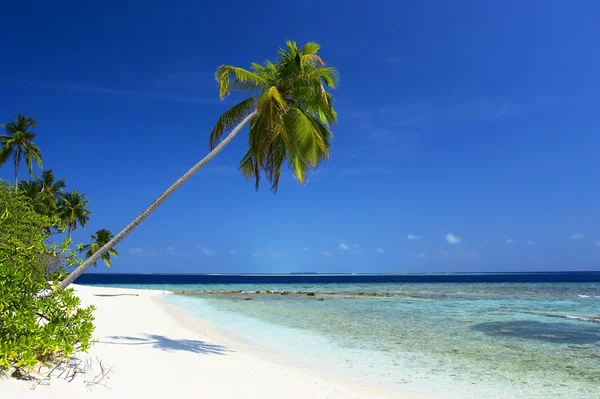 O MELHOR BEACH COM ÁRVORA DE PALMA — Fotografia de Stock