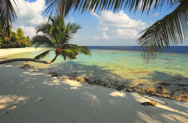 Bonita playa con palmera —  Fotos de Stock