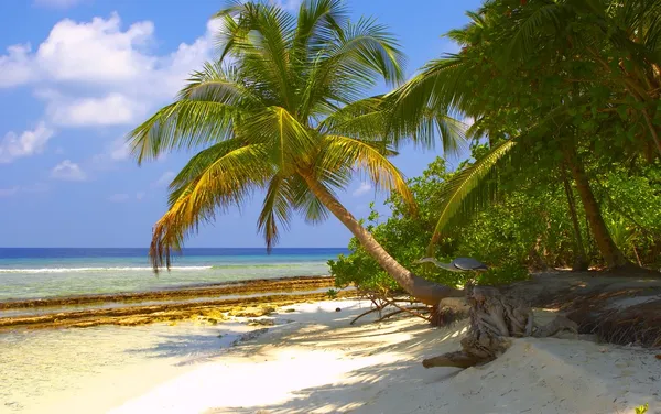 Dröm tropisk strand med palmer med fågel — Stockfoto