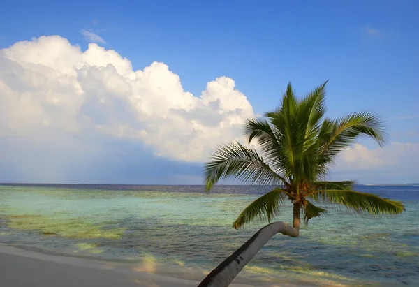 Hermosa playa con palmeras —  Fotos de Stock