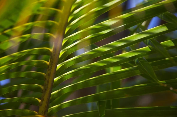 In a tropical forest — Stock Photo, Image