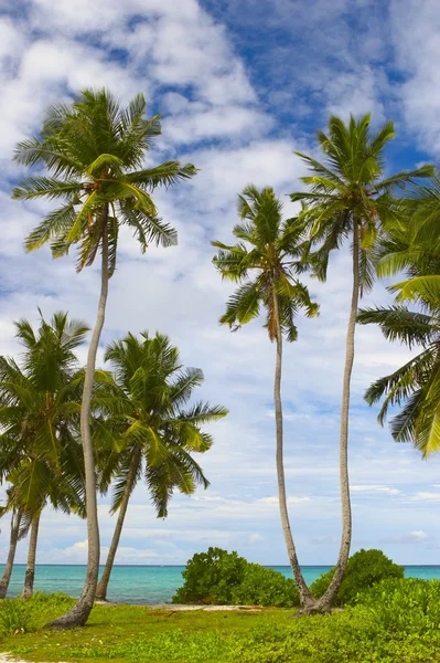 Seascape view with palmtree — Stock Photo, Image