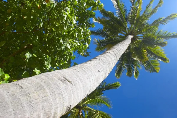 Big palmtree — Stock Photo, Image