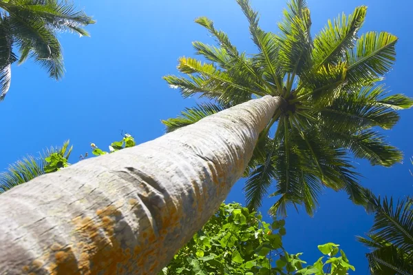 Big palmtree — Stock Photo, Image