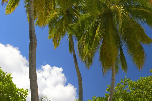 在印度洋岛上的三个 palmtrees — 图库照片