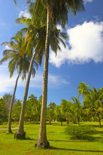 Nice tropical park in Indian Ocean — Stock Photo, Image