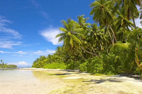 Belle forêt tropicale — Photo