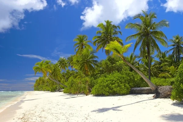 Nice tropical forest on the beach in Indian Ocean — Stock Photo, Image
