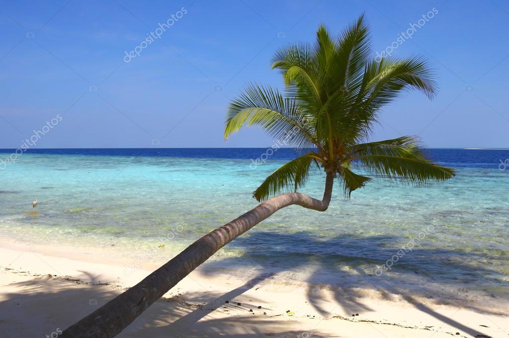 Jolie Plage Avec Palmiers Et Oiseau Photographie Molbert