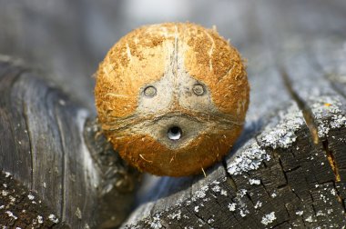 coconut face clipart