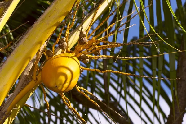 Close up coconut — Stock Photo, Image