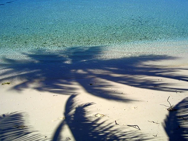 棕榈树的影子 — 图库照片