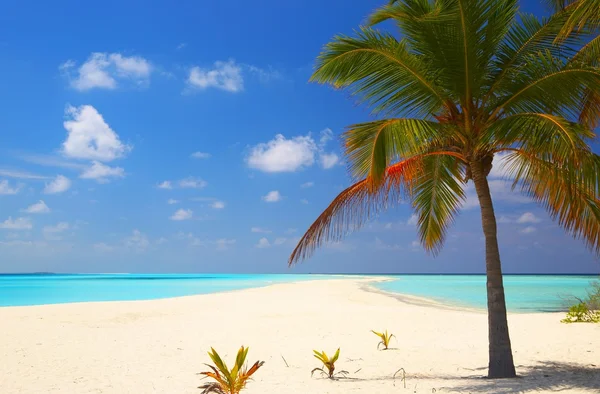 Tropical beach — Stock Photo, Image