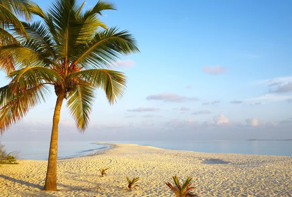 Dawn tropisk strand — Stockfoto