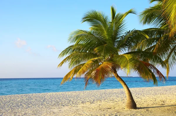 Palmboom op een tropisch strand — Stockfoto