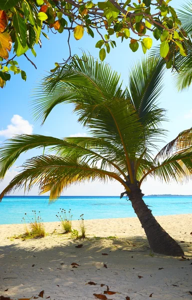 Koraal strand — Stockfoto