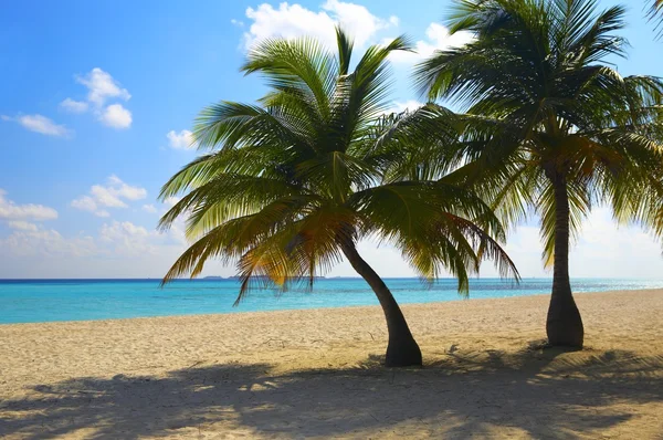 Två palmer är på en tropisk strand — Stockfoto