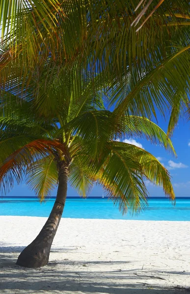 Due palme sono su una spiaggia tropicale — Foto Stock