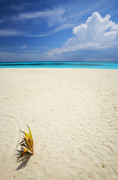 Tropická pláž s stavěnou — Stock fotografie