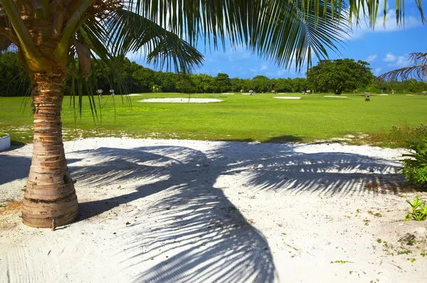 Teren mare de golf cu palmier — Fotografie, imagine de stoc