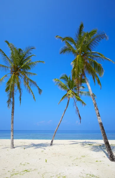 Três palmas estão em uma praia tropical — Fotografia de Stock