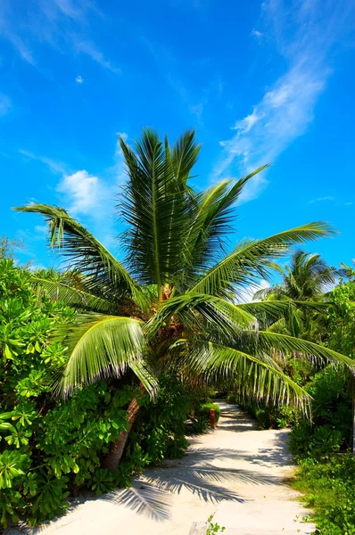 Road in a tropical hotel — Stock Photo, Image