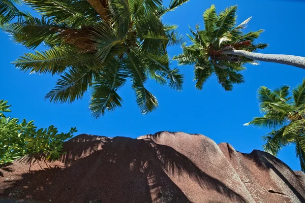 Tropical jungle — Stock Photo, Image