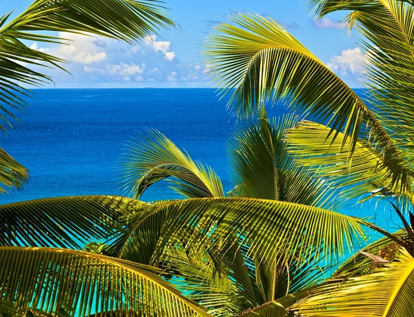 Melodía tropical — Foto de Stock