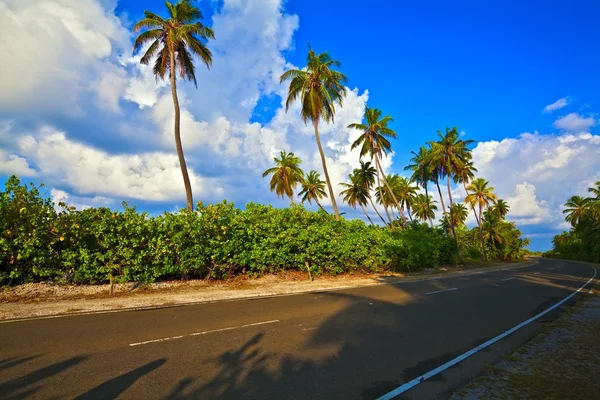 Tropical road — Stock Photo, Image