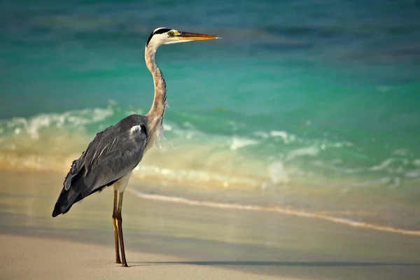 Heron van a strand reggel — Stock Fotó