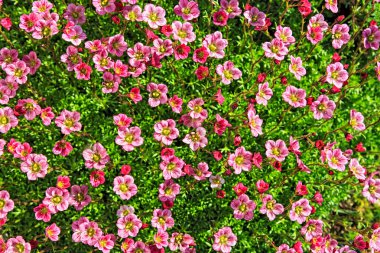 saxifrage