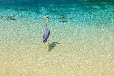 Bird and baby sharks