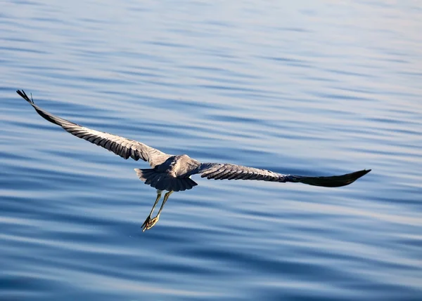 Heron's flight — Stock Photo, Image