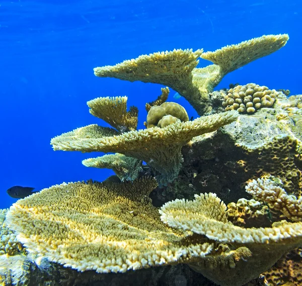Большие кораллы и мелкие рыбы — стоковое фото