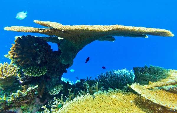 Grande coral e pequenos peixes — Fotografia de Stock